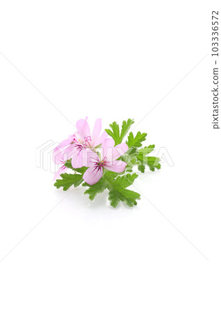 Rose geranium flowers, white background 103336572