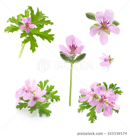 Rose geranium flowers, white background 103336574