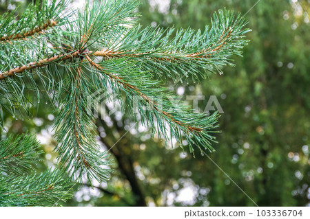 Background of green pine branches with water drops after rain 103336704
