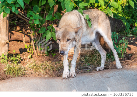 Gray wolf in forest on the green grass. The wolf, Canis lupus 103336735