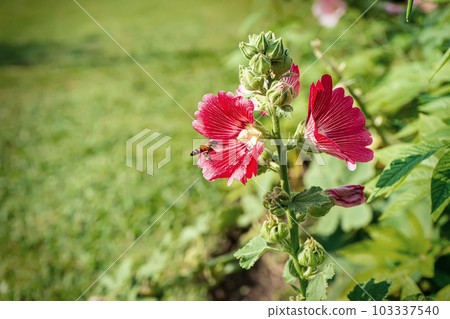 Hollyhock in nature 103337540