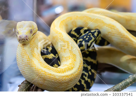 Albino burmese python 103337541
