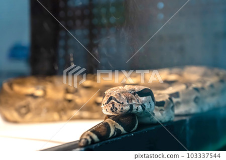 Ball python 103337544