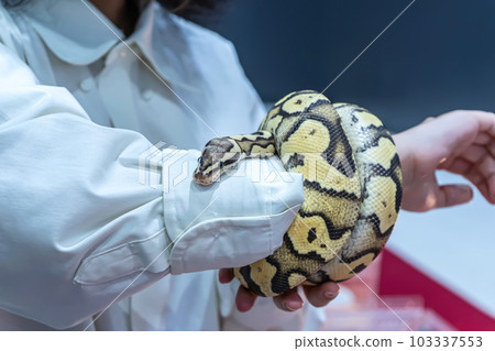 Ball python 103337553