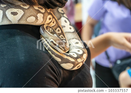 Ball python 103337557