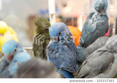 The parrot The parrot 103337563