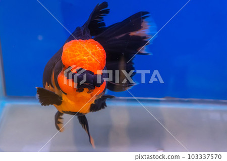 Goldfish in the cabinet 103337570