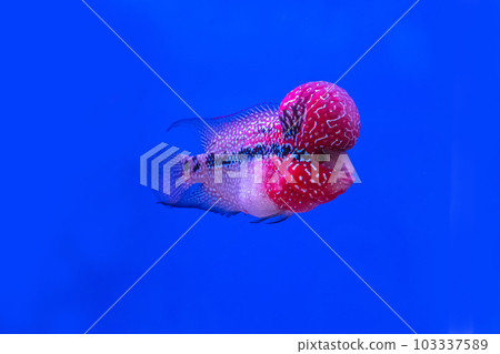 Cichlidae in the cabinet 103337589
