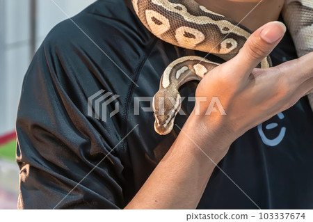 Ball python 103337674