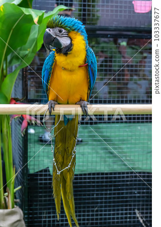 Macaw perched on a branch Macaw perched on a branch 103337677