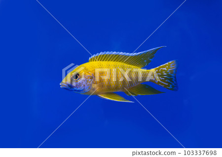 Cichlidae in the cabinet 103337698