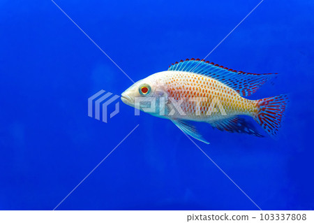 Cichlidae in the cabinet Cichlidae in the cabinet 103337808