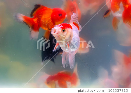 Goldfish in the cabinet Goldfish in the cabinet 103337813