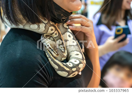 Ball python 103337965