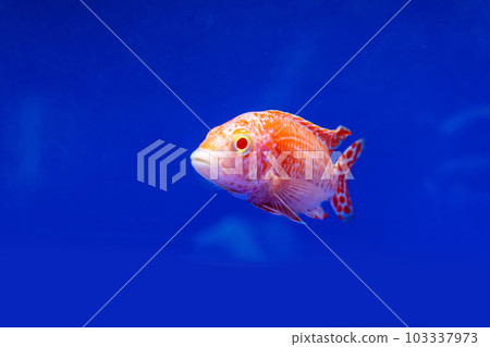 Cichlidae in the cabinet 103337973