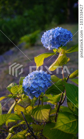 Hydrangea that begins to bloom Hydrangea that begins to bloom 103338427