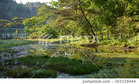 六月早晨的橿原沼澤 103338444