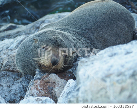 Sleeping sea lion Sleeping sea lion 103338587