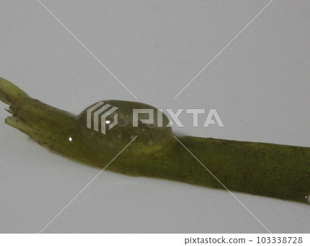 snail eggs snail eggs 103338728