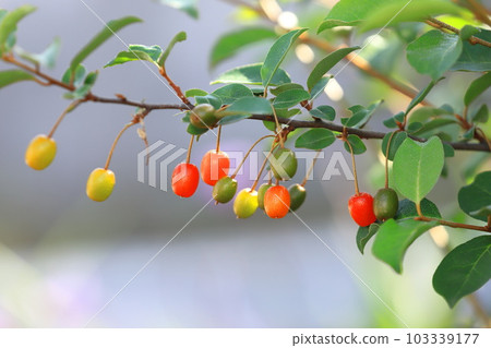 Gummy fruit starting to turn red Gummy fruit starting to turn red 103339177