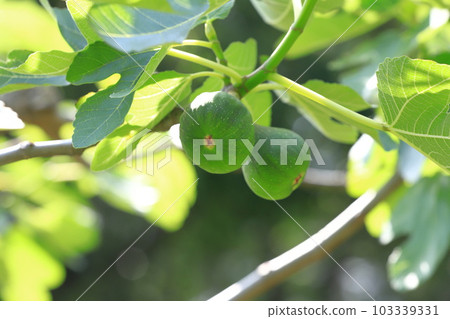 成熟的無花果 103339331