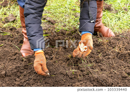 A farmer plants garlic cloves in dug up soil in early spring. A farmer plants garlic cloves in dug up soil in early spring. 103339440