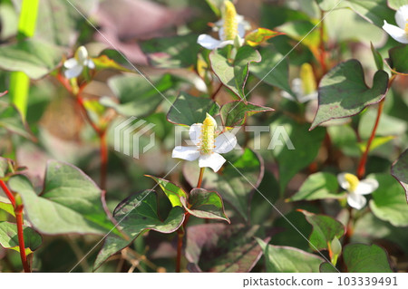 Houttuynia flowers and leaves with a red border Houttuynia flowers and leaves with a red border 103339491