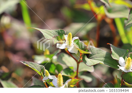 Houttuynia flowers and leaves with a red border Houttuynia flowers and leaves with a red border 103339494