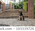 dog in spain 103339726