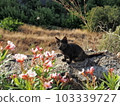 Cat in Spain 103339727