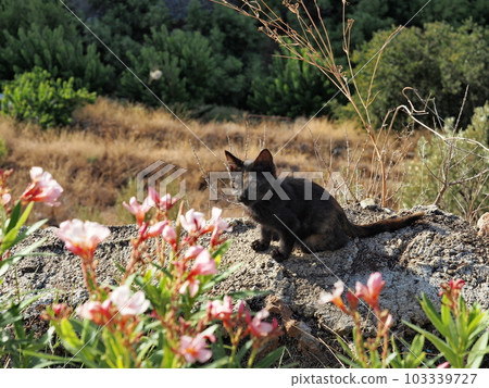 Cat in Spain Cat in Spain 103339727