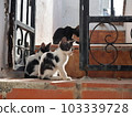 Cat in Spain 103339728