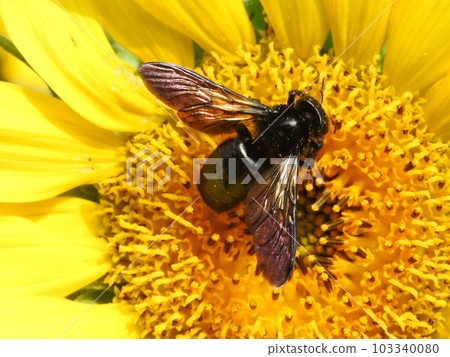(來到向日葵的外來物種蜜蜂,“台灣竹木蜂”)雌性 (來到向日葵的外來物種蜜蜂,“台灣竹木蜂”)雌性 103340080