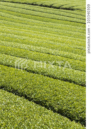 東鷺的茶園 東鷺的茶園 103340309