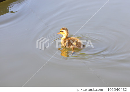 Spot-billed duck chick (1 bird) 103340482