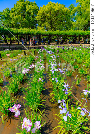 Shobunuma Park, Adachi Ward, Tokyo 103340667