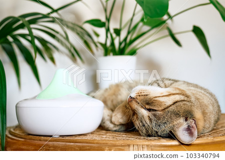 Tabby cat sleeping near home air humidifier or essential oil diffuser cleaning air and vaporizing steam up into the air. Ultrasonic technology. Taking care of health of children, plants and pets. 103340794
