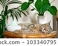Tabby cat sleeping near home air humidifier or essential oil diffuser cleaning air and vaporizing steam up into the air. Ultrasonic technology. Taking care of health of children, plants and pets. 103340795
