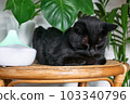 Black cat resting in home air humidifier or essential oil diffuser cleaning air and vaporizing steam up into the air. Ultrasonic technology. Taking care of health of children, plants and pets. 103340796
