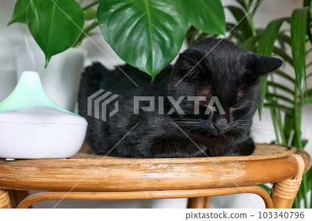 Black cat resting in home air humidifier or essential oil diffuser cleaning air and vaporizing steam up into the air. Ultrasonic technology. Taking care of health of children, plants and pets. 103340796