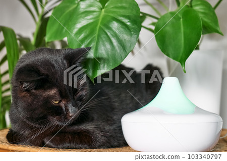 Black cat resting in home air humidifier or essential oil diffuser cleaning air and vaporizing steam up into the air. Ultrasonic technology. Taking care of health of children, plants and pets. Black cat resting in home air humidifier or essential oil diffuser cleaning air and vaporizing steam up into the air. Ultrasonic technology. Taking care of health of children, plants and pets. 103340797