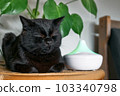 Black cat resting in home air humidifier or essential oil diffuser cleaning air and vaporizing steam up into the air. Ultrasonic technology. Taking care of health of children, plants and pets. 103340798