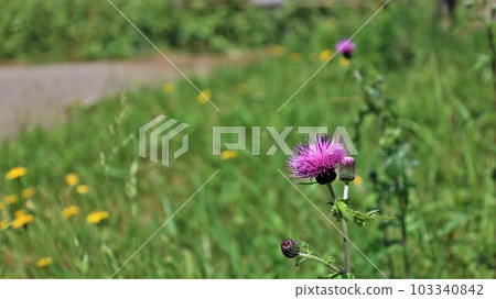 薊（帶視頻） 103340842