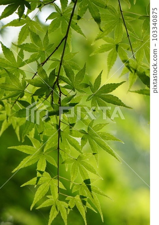 新鮮的綠色藍槭 103340875