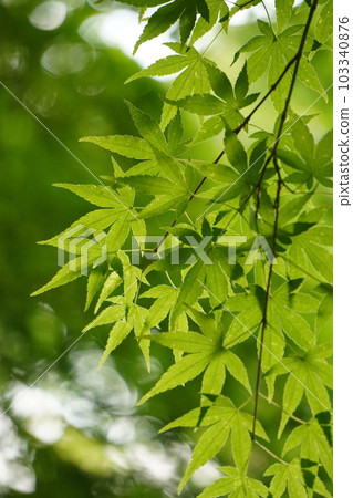 新鮮的綠色藍槭 新鮮的綠色藍槭 103340876