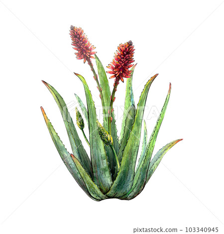 Watercolor botanical drawing of aloe vera plant with stems, leaves, flowers, blossoms on white background. Realistic detailed sketch for illustration, stickers, banners, references, card, encyclopedia 103340945