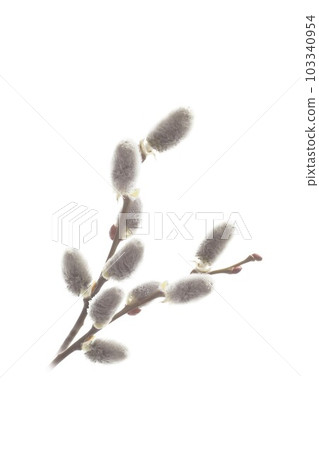 貓王威利 貓王威利 103340954