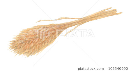 一捆小麥水彩鉛筆插圖 103340990