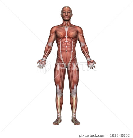 Male's whole body muscle diagram, model 2, from the front (white background) Male's whole body muscle diagram, model 2, from the front (white background) 103340992