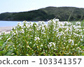 Hama Boss, a coastal plant of Amami Oshima 103341357